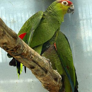 Red-lored Amazon (Amazona autumnalis)
