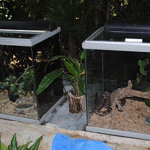 More snake terrariums