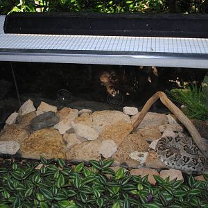 Tzabcan Rattlesnake terrarium
