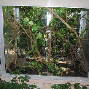 Spilotes pullatus terrarium