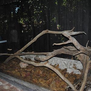 Boa Constrictor terrarium