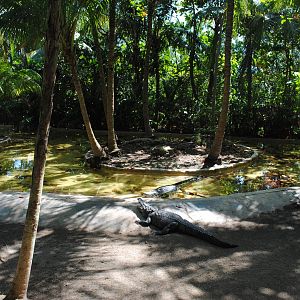 Walk-through enclosure with Morelet's Crocodiles