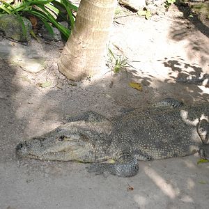 Morelet's Crocodile
