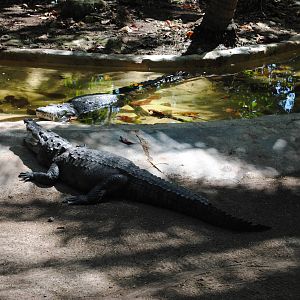 Morelet's Crocodiles