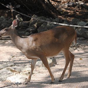 Yucatan White-tailed Deer
