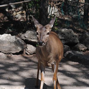 Yucatan White-tailed Deer