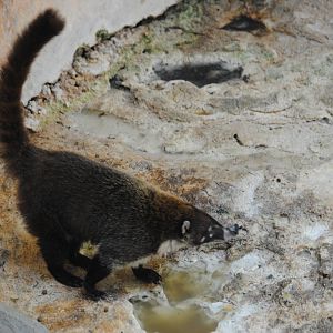 Yucatan Coati