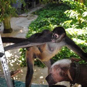 Yucatan Spider-Monkeys (free-ranging)
