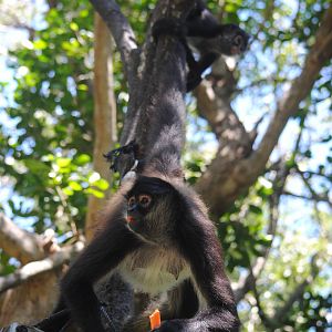 Yucatan Spider-Monkeys (free-ranging)