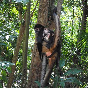 Yucatan Spider-Monkeys (free-ranging)