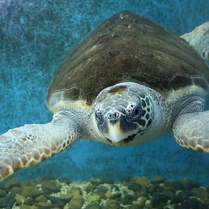 Adult loggerhead turtle, February 2016