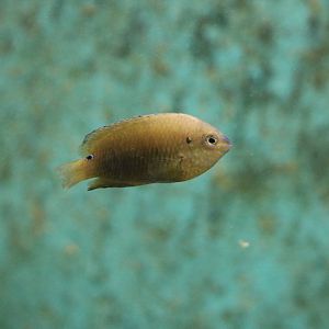 Damselfish, February 2016