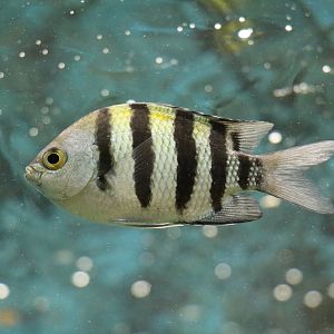 Sergeant major, February 2016