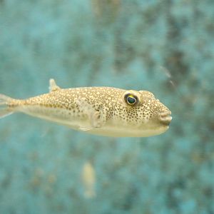 Unusual puffer, February 2016