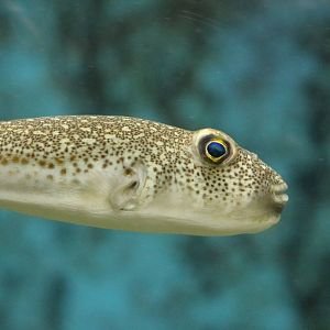 Unusual puffer, February 2016