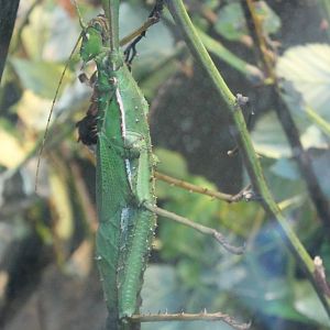 Giant thorny walkingstick