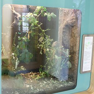 Enclosure Giant prickly stick insect