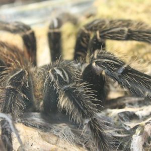 Brazilian salmon taratula