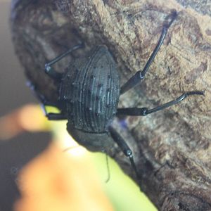 Fregate island giant beetle