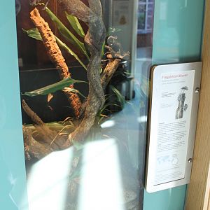 Enclosure Fregate island giant beetle