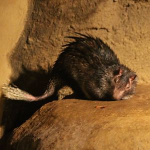 African brush-tailed porcupine