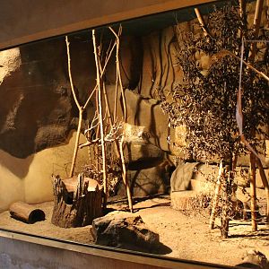 Enclosure Common cusimanse