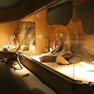 Indoor enclosure Honey badgar