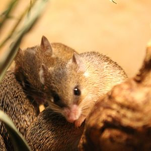 South African spiny mice