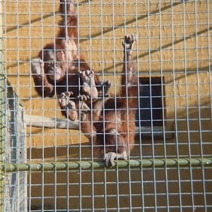 Cody and Dick, 1970s. Photograph by Bubbles.