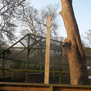 Work on new Coati exhibit, 11th March 2016