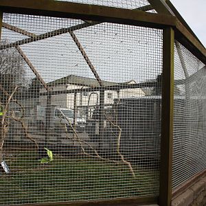 New wire on Macaw aviary, 18th March 2016