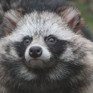 Raccoon Dog, 20th March 2016