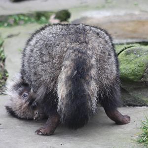 Raccoon Dog, 20th March 2016