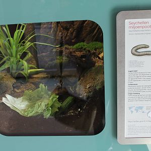 Enclosure and sign Seychelles giant millipede