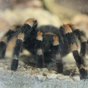 Red-kneed tarantula