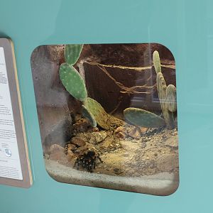 Enclosure Red-kneed tarantula