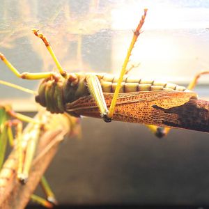 Violet-winged grasshopper