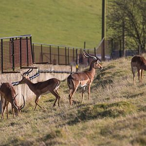 Impala : Whipsnade : 14 Mar 2016