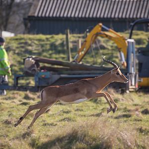 Impala : Whipsnade : 14 Mar 2016
