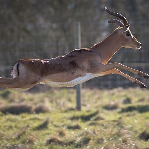 Impala : Whipsnade : 14 Mar 2016