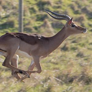 Impala : Whipsnade : 14 Mar 2016