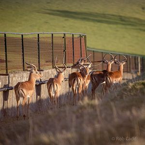 Impala : Whipsnade : 14 Mar 2016