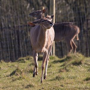Greater kudu : Whipsnade : 14 Mar 2016