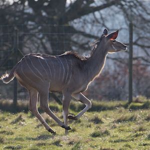 Greater kudu : Whipsnade : 14 Mar 2016