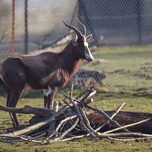 Blesbok : Whipsnade : 14 Mar 2016