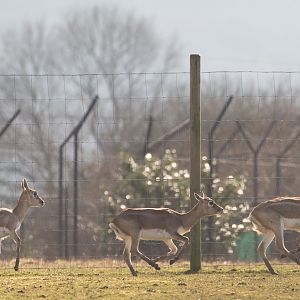 Blackbuck : Whipsnade : 14 Mar 2016