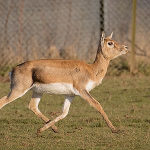 Blackbuck : Whipsnade : 14 Mar 2016