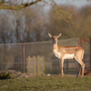 Blackbuck : Whipsnade : 14 Mar 2016