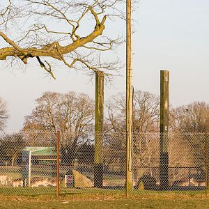 Blackbuck; fallow deer : Whipsnade : 14 Mar 2016
