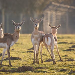 Blackbuck : Whipsnade : 14 Mar 2016